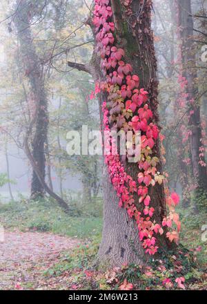 Roter Efeu flochtete im Herbst einen Baum vor dem Hintergrund gelber Bäume. Stockfoto