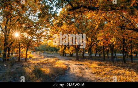 Eine unbefestigte Straße führt durch einen dreiteiligen Eichenwald in Herbstfarben mit einem Sonneneinbruch durch die Bäume Stockfoto