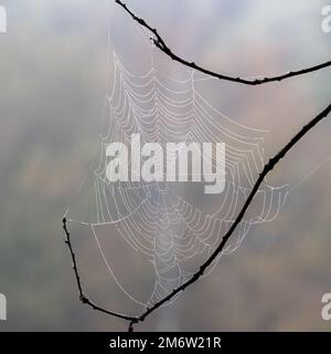 Ein Blick auf ein empfindliches Spinnennetz zwischen den Zweigen Stockfoto