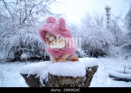 Flauschige Kätzchen Thai Rasse in rosa Winterkleidung wird draußen auf der verschneiten Straße kalt. Hochwertiges Foto Stockfoto
