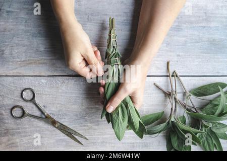 Salbei-Wischstick-Herstellung, Hände wickeln String um Salbeiblatt-Bundle, natürliches Weihrauch für Zuhause und Meditation Stockfoto