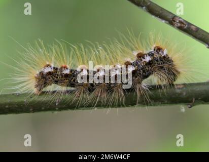 Die Raupe eines Goldnachts, Schmetterling auf einer Pflanze. Stockfoto