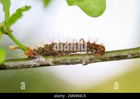 Die Raupe eines Goldnachts, Schmetterling auf einer Pflanze. Stockfoto