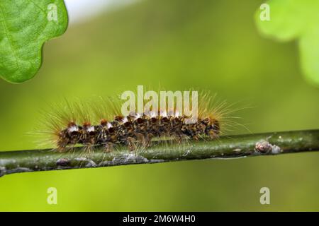 Die Raupe eines Goldnachts, Schmetterling auf einer Pflanze. Stockfoto