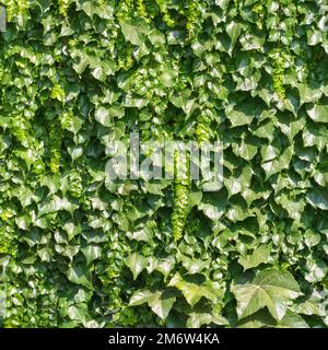 Hintergrundtextur: Grünes Efeu Stockfoto