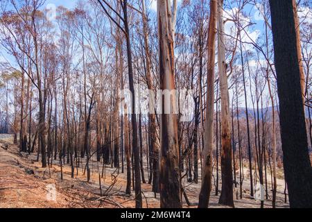 Verbrannte Eukalyptusbäume in australien Stockfoto