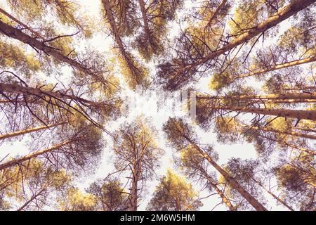 Kiefern im Sonnenuntergang Sonnenlicht, Kiefernwald Bottom-up-Ansicht, Herbst Natur Hintergrund Stockfoto