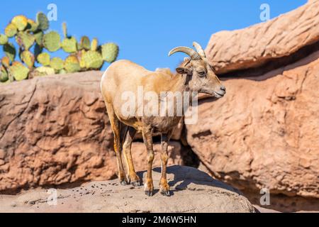 Ein Dickhornschafe auf dem Feld von Tucson, Arizona Stockfoto