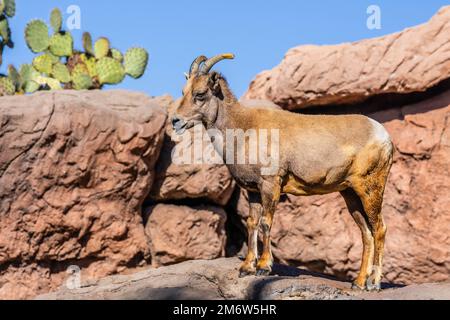 Ein Dickhornschafe auf dem Feld von Tucson, Arizona Stockfoto