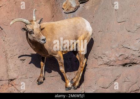 Ein Dickhornschafe auf dem Feld von Tucson, Arizona Stockfoto