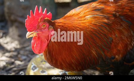 Wunderschönes rotes Hahnenporträt Stockfoto