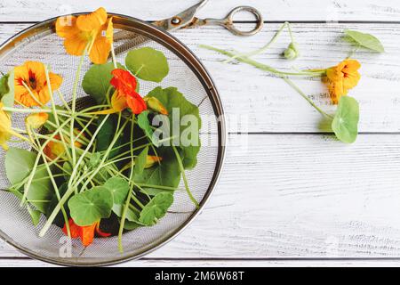 Geerntete Kapuzinerblüten und Blätter im Sieb auf weißem Holztisch, Platz kopieren Stockfoto