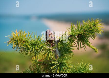 Lärche mit Zapfen am Baikalsee in Sibirien, Russland und Zweig mit grünem Hintergrund. Nahaufnahme der sich öffnenden Knospe der europäischen Lärche. Stockfoto