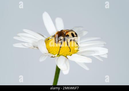 Bienenkäfer (Trichius fasciatus) auf einer Blume Stockfoto