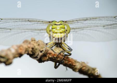 Libelle, weiblich, grüne Schlangengurke (Ophiogomphus cecilia) Stockfoto