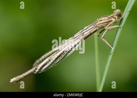 Weißbein-Schwanzflosse oder Blaue Federbeine (Platycnemis pennipes) Stockfoto