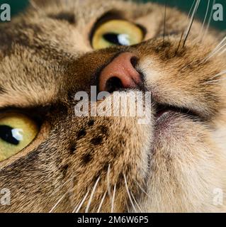 Porträt einer erwachsenen, geradohrigen schottischen grauen Katze, Tier schaut auf die Kamera Stockfoto