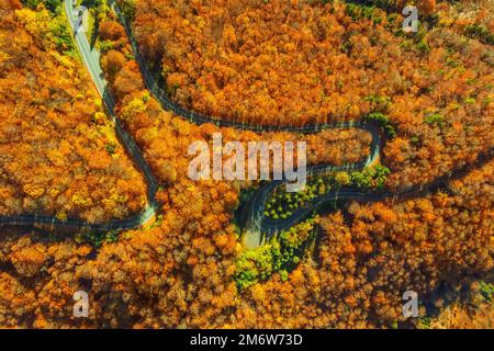 Kurvige Straße durch Herbstwald Stockfoto