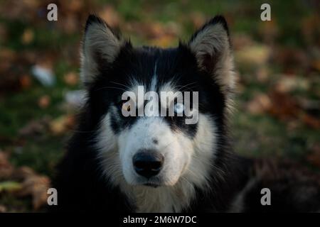 Selektive Fokusnaht eines Huskys mit verschiedenen Augenfarben und Herbstlaub hinterlässt einen Hintergrund Stockfoto