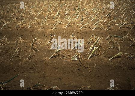 Schalotten auf trockenen landwirtschaftlichen Flächen während der Trockenzeit im Dorf Sarongge, direkt an der Grenze zum Mount Gede Pangrango Nationalpark in Ciputri, Pacet, Cianjur, West Java, Indonesien. Stockfoto