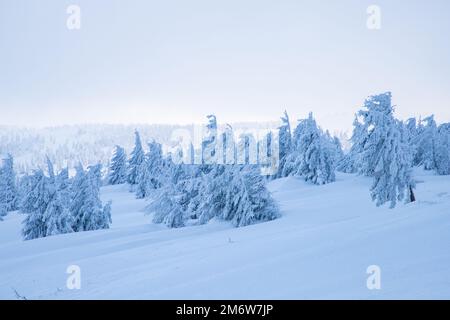Atemberaubende Winterlandschaft mit verschneiten Tannen in den Bergen Stockfoto