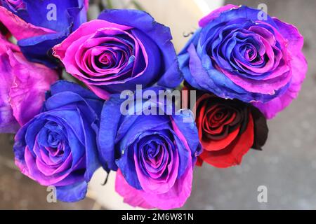 Zweifarbige rosa und blaue Rosen im Blumenladen Stockfoto