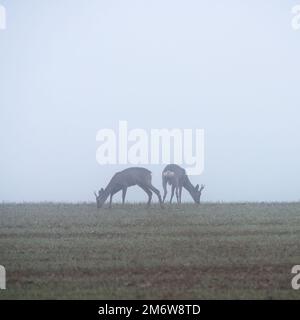 Zwei Räuber im Morgennebel Stockfoto