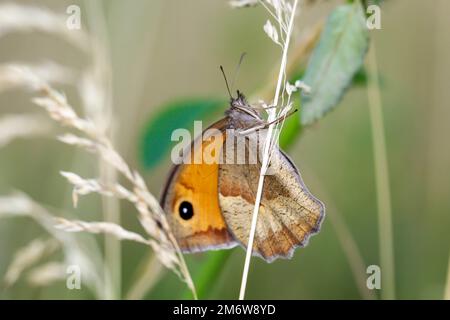 Ein grosses Ochsenauge (Maniola jurtina) auf einer Graspflanze. Stockfoto