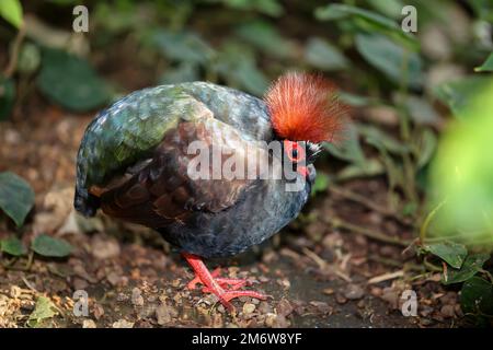 Eine Straußenwachtel (Rollulus rouloul) durchstreift die Büsche. Stockfoto