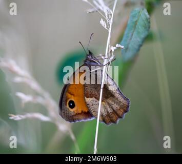 Ein grosses Ochsenauge (Maniola jurtina) auf einer Graspflanze. Stockfoto