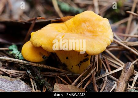 Pfifferling-Pilze in einem Pinienwald Stockfoto