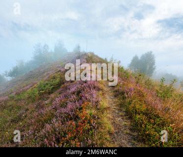 Misty Morning Dew auf der Alm Stockfoto