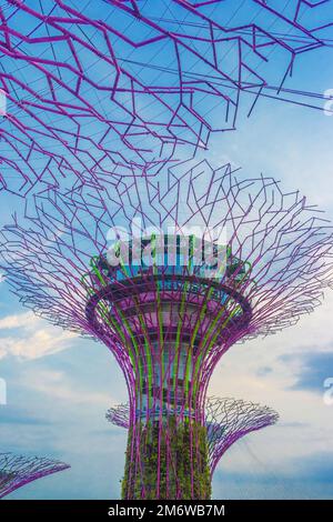 Baumkronen von Supertrees im Supertree Grove, Gardens by the Bay, Singapur Stockfoto
