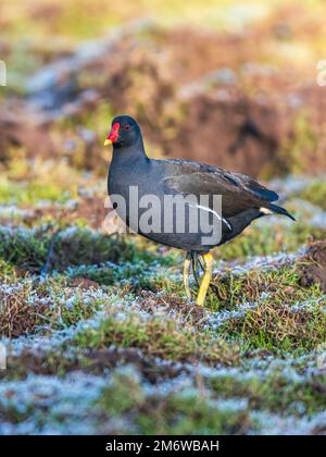 Gemeiner Moorhen, Gallinula chloropus auf Marscheen, umhüllt von Frost, Devon, England Stockfoto