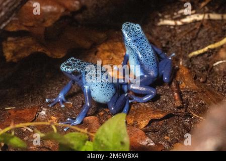 Stralsund, Deutschland. 05. Januar 2023. Blauer Baumsteiger (Dendrobates tinctorius azureus) oder Azureus-Giftpfeilfrosch im Terrarium des Regenwalds im Stralsund Zoo. Kredit: Stefan Sauer/dpa/Alamy Live News Stockfoto