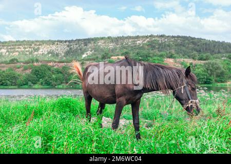 Pferd im grünen Gras. Hauspferd auf der Weide. Tier auf Kette Stockfoto