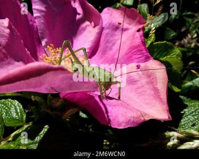 Grüner Grashüpfer auf rosa Rose, Amrum, nordfriesische Inseln, Deutschland, Stockfoto