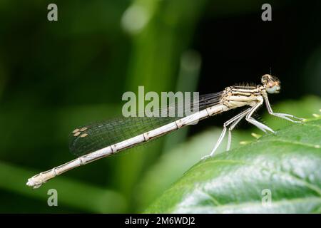 Weißbein-Schwanzflosse oder Blaue Federbeine (Platycnemis pennipes) Stockfoto