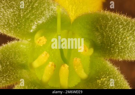 Super-Makroansicht der isolierten gelben Känguru-Paw-Blume (Anigozanthos) Stockfoto