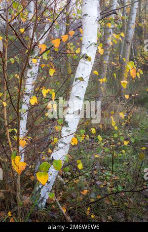 Birkenhain im Herbst Stockfoto