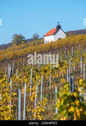 Herbstliche Weinberge, Weingartenkapelle in Neckenmarkt, Bezirk Oberpullendorf, Burgenland, Österreich Stockfoto