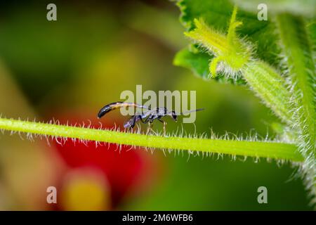 Eine Tailia-Wespe auf einem Teil einer Gurkenpflanze. Stockfoto