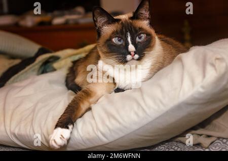 Twinkie, eine siamesische Katze, liegt am 5. Januar 2023 auf einem Kissen in CODEN, Alabama. Stockfoto