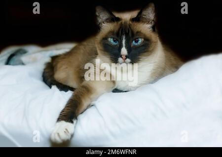 Twinkie, eine neunjährige siamesische Katze, liegt am 5. Januar 2023 in CODEN, Alabama, auf einem Bett. Stockfoto