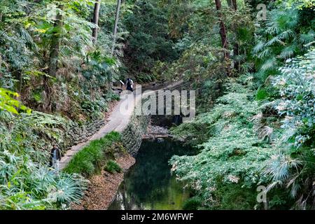 Tokio, Japan. 12. November 2022. Todoroki Ravine Park, auch in der Nähe der Todoroki Ravine Gardens, ein beliebtes Touristenziel in einem natürlichen Graben, der von einem Bach geformt ist, der auch einen Shinto-Tempel hat. (Kreditbild: © Taidgh Barron/ZUMA Press Wire) Stockfoto