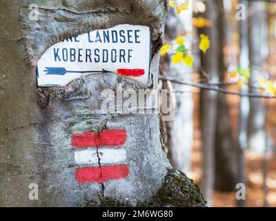 Rotes Schild, das den Touristenpfad markiert, rechteckiges, gemaltes Baumzeichen, Makro mit Streifensymbol Stockfoto