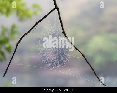 Spinnennetz zwischen den Zweigen Stockfoto