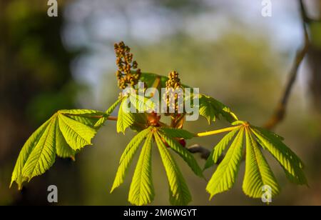 Kastanien, Kastanienblüten auf einem Baum im Frühling. Stockfoto