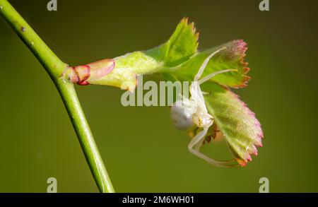 Eine variable Krabbenspinne, Misumena vatia auf einem Strauch. Stockfoto