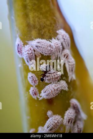 Schädling Mealybug, Makro - Nahaufnahme, Mealybug und Ameise an einer Pflanze. Stockfoto